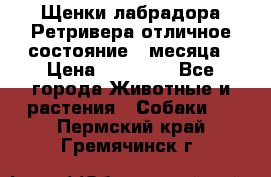 Щенки лабрадора Ретривера отличное состояние 2 месяца › Цена ­ 30 000 - Все города Животные и растения » Собаки   . Пермский край,Гремячинск г.